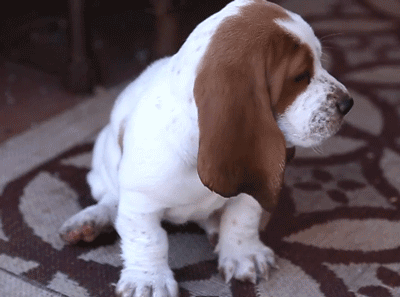 amazingcacti:  potatosmack:  Omfg he’s so fucking cute  the-nap-king