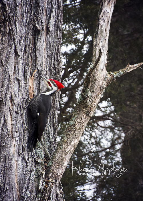 I’ve been trying for ages to find and photograph a pileated woodpecker. I’ve seen them b