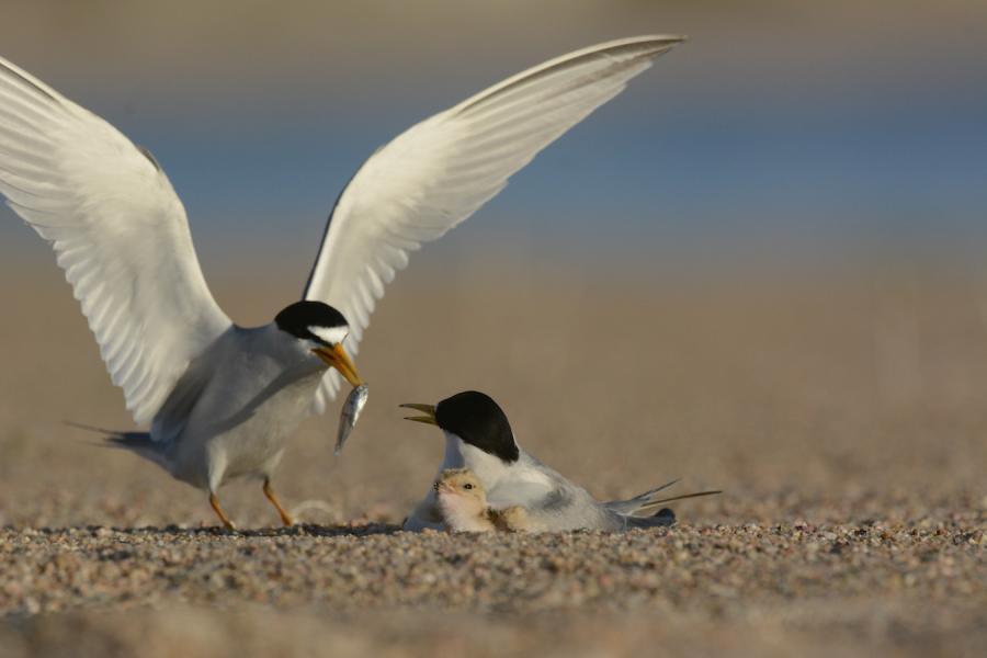 netnewsnebraska:  Managing lands for endangered species can lead to conflicts between