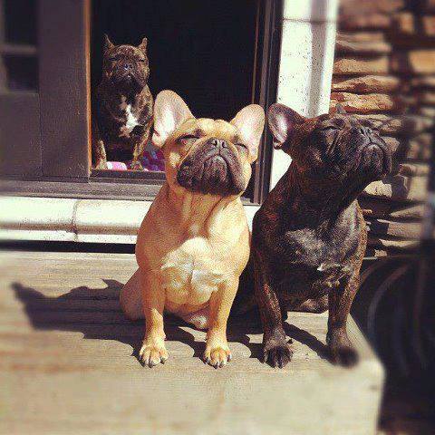 awwww-cute:Soaking up the sun