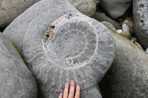 aconitum-napellus: Fossils at Monmouth Beach. Lyme Regis, Dorset. We were all so excited over these!