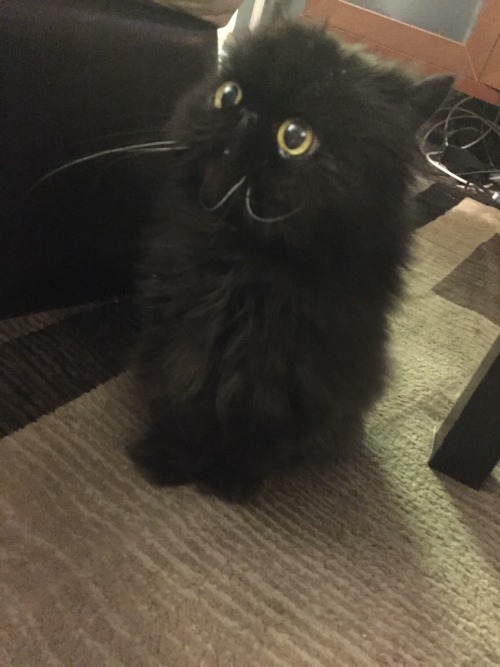 girahimu-sama: toastoat: my cousin’s cat looks unreal like what is this shit. Who authorized t