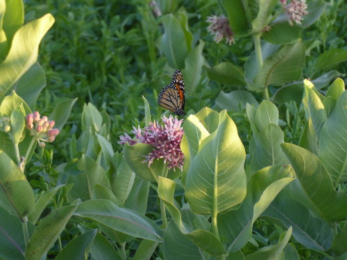 mo0nlightfaeries:insect friends enjoying the milkweed ☺️