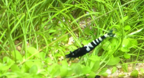 Some updates of my Pintos