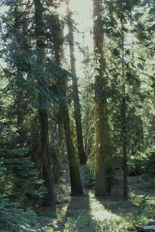 letsbeforestfriends:  trees,