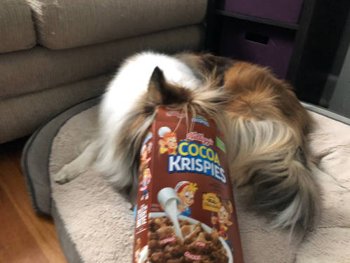 @ kelloggs sponsor my dog