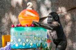 Sdzsafaripark:  Monroe Turns Two By Lisa Milne 