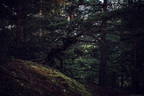 shadecraft-blog: Nature inspiration Shots from Karelia, summer 2015 © Aderhine photography