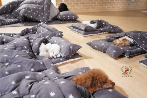 awesome-picz:  Photos Of Sleeping Pups In A Puppy Daycare Center Are Taking Over