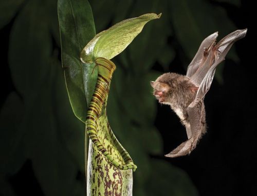 ursulavernon:molly23:rhamphotheca:Tiny Bats Roost Inside of Carnivorous Plantsby Mićo TatalovićBATS 