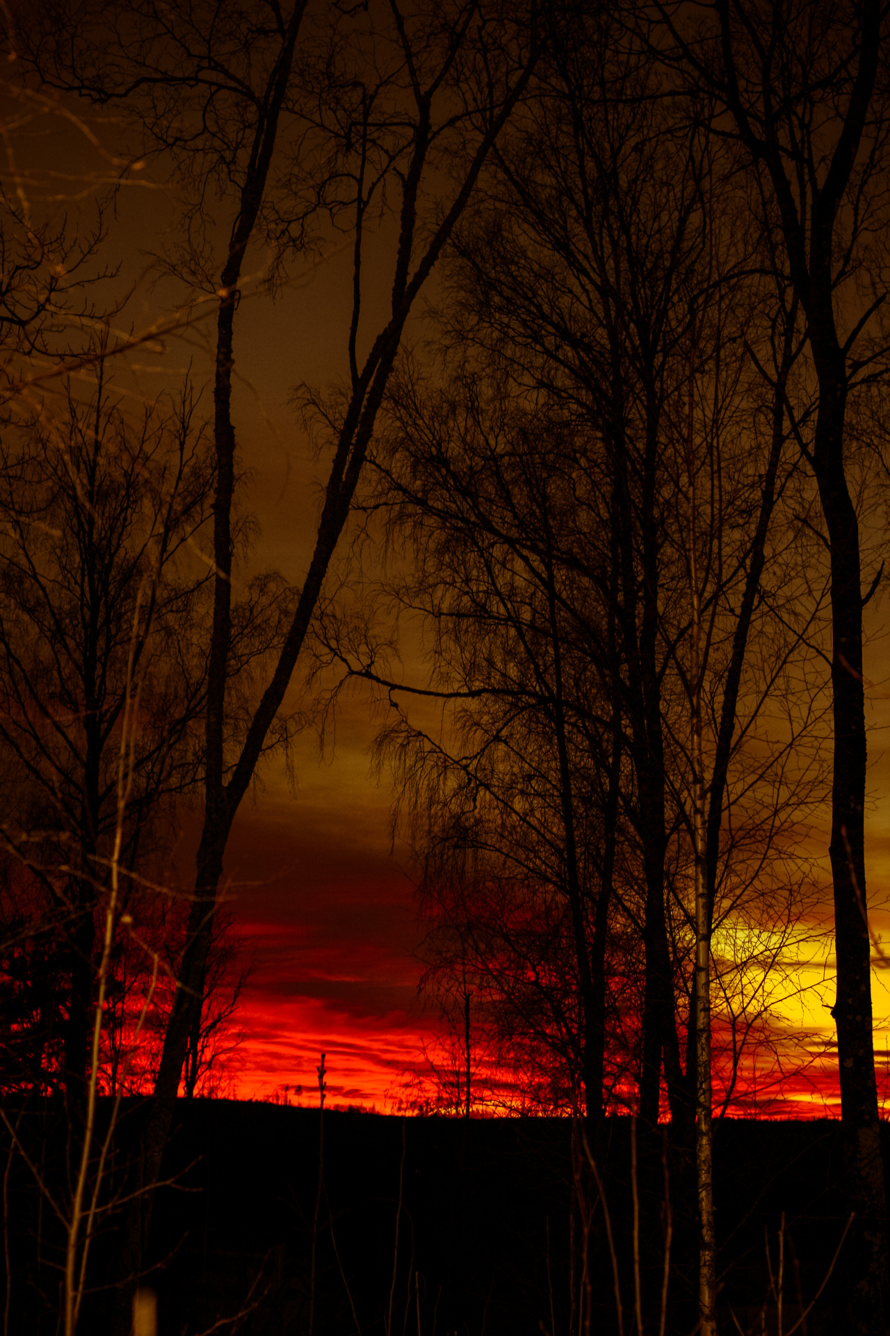 #nature#sunset#landscape#sky #photographers on tumblr  #artists on tumblr #lensblr#vertical nature#trees#january 2022#orange#red