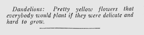 dramaticowl:yesterdaysprint:The Minneapolis Star, Minnesota, May 15, 1934[Caption: “Dandelions: Pret