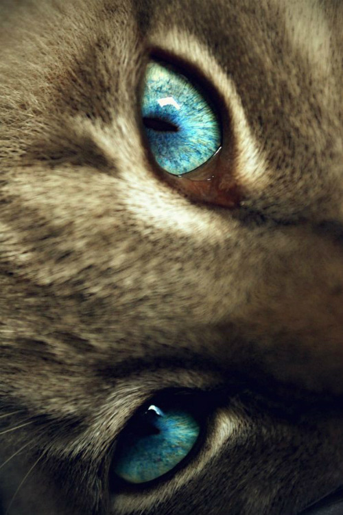 ilaurens:  Deep Eyes - By: (Anne Cazari)