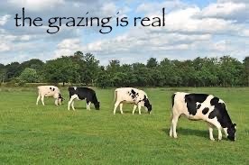 Moo