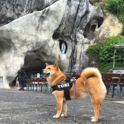 shiba-natsu:  Yuki in Valkenburg by dutchshiba http://bit.ly/1caDRch