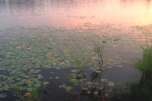 loribirkbeck:Water lilies gently floating as the golden sky is reflected on the water.