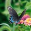 butterfliesforchubbyguys