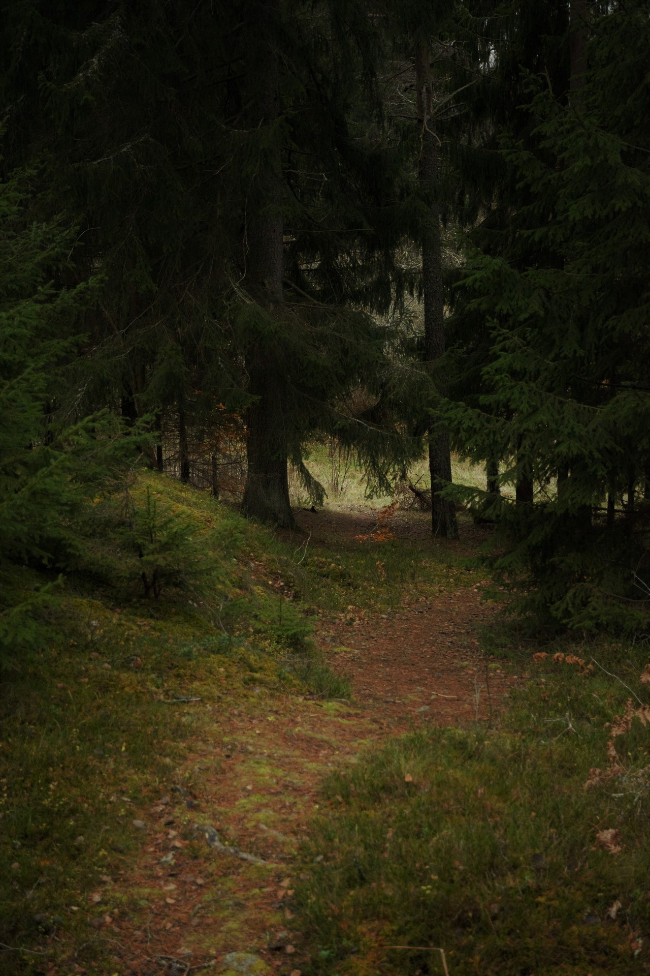 morganathewitch:Down the hill~