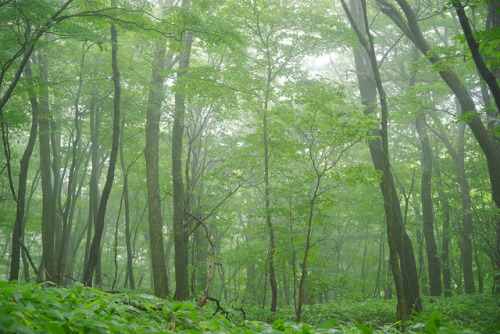 Nasu forest by K MORII