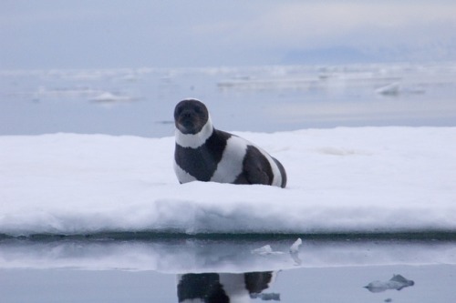 typhlonectes:Ribbon Seal (Histriophoca fasciata)Weight: about 175 pounds (80 kg)         Length: