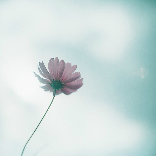 my-aeipathy:  Thank you by **mog** on Flickr.