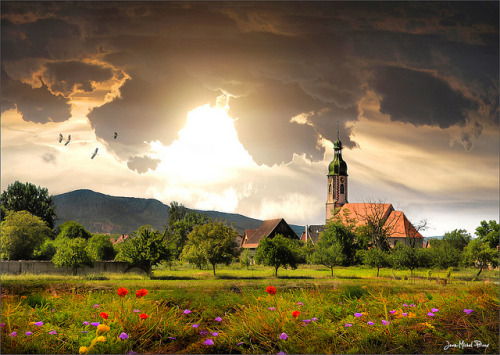 The six poppies. by Jean-Michel Priaux on Flickr.