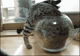georgetakei:  This is your brain on catnip. 