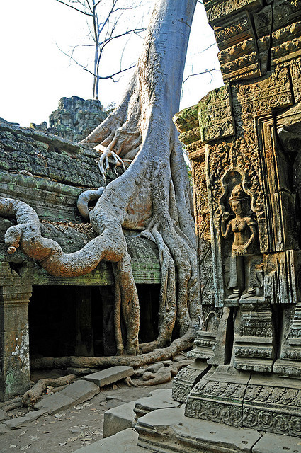 The forgotten kingdom, Ta Prohm Temple, Cambodia (by archer10).