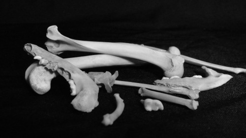 Raccoon Series 2 - Raccoon Bones