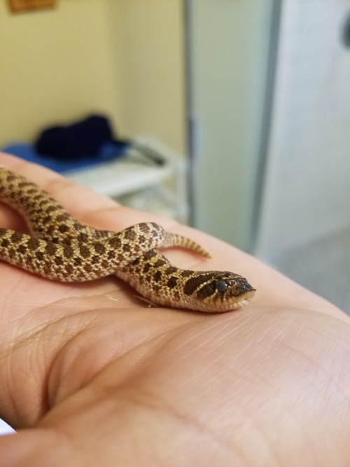 madness-and-brilliance:my baby is entering her first shed!!!