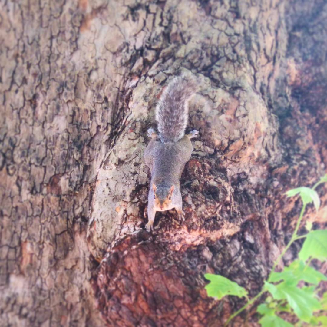 #squirrel #tree #animal