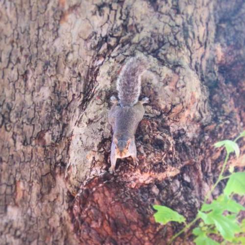 #squirrel #tree #animal