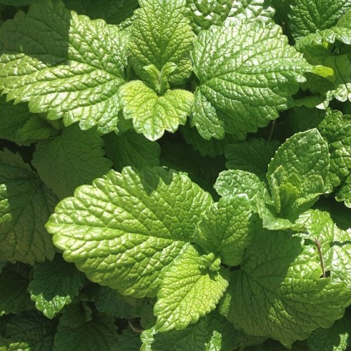fluffyplant:  mint 🍃 