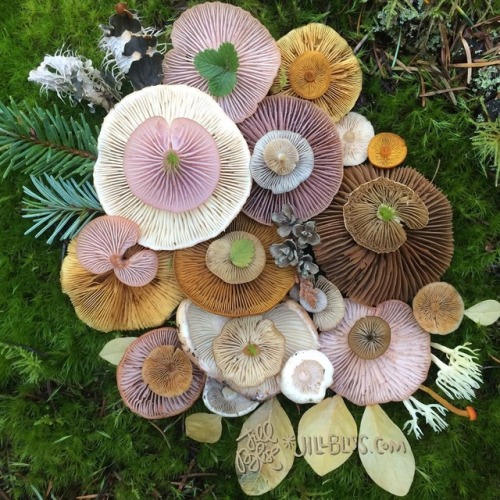 whimsy-by-joja: voiceofnature: Forget flowers: this Valentine’s day give her mushroomsAmazing mushroom landart by Jill Bliss @fannibalgrowingcircle 