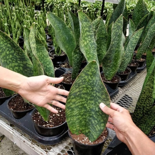 Happy #sansevieriasunday - the wifey and I agreed on this one! - Plant: Sansevieria masoniana &l