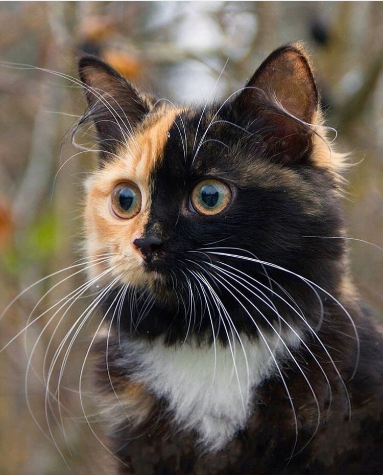 friendly-animals:  (Source)