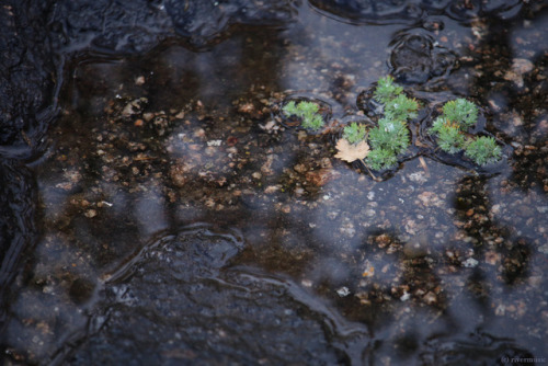 Porn photo riverwindphotography:  Fresh Rain makes everything