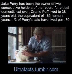 snarthurt: legovasavouchi:  ultrafacts:  Source: [x]  Click HERE for more facts  Okay so I went to the source article and here’s the paragraph where the guy tells his secret:   First, there was their daily diet: on top of dry commercial cat food, a