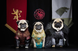 gdfalksen:  &ldquo;Game Of Thrones&rdquo; With Pugs- “The Pugs of Westeros” sees canine trio Roxy, Blue and Bono playing doggy versions of the show’s main characters Joffrey Baratheon, Daenerys Targaryen, Jon Snow and more. The pugs’ owners, Phillip