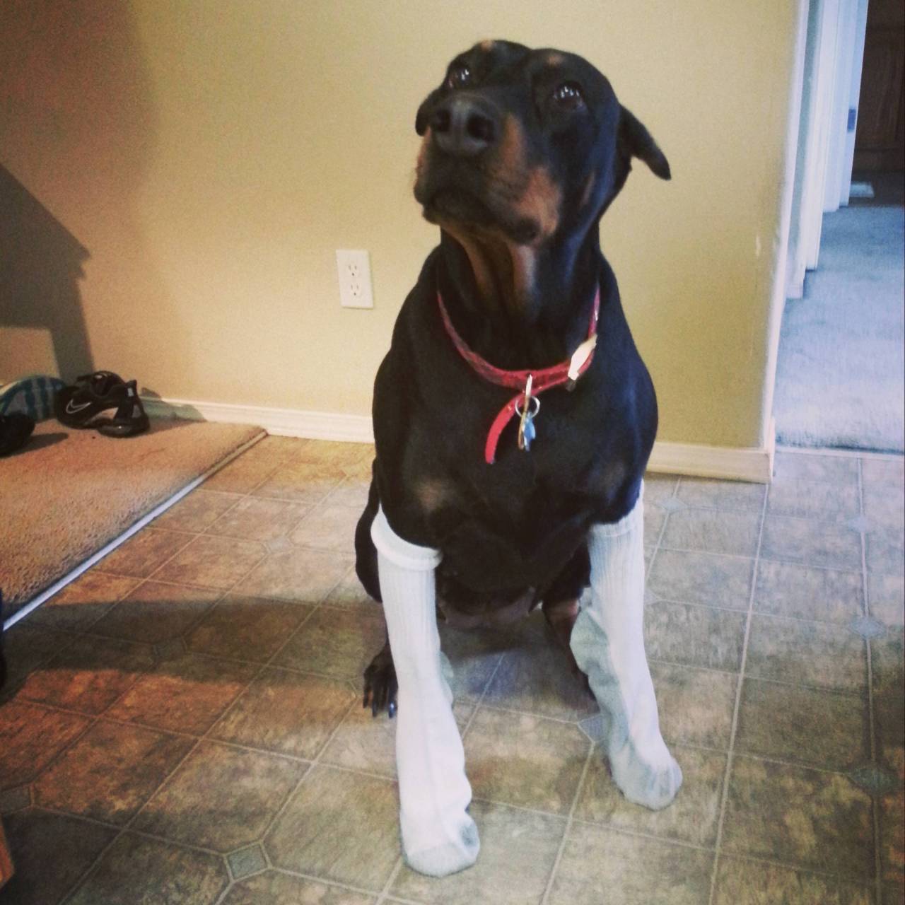 awwww-cute:  Somebody does not like their new socks