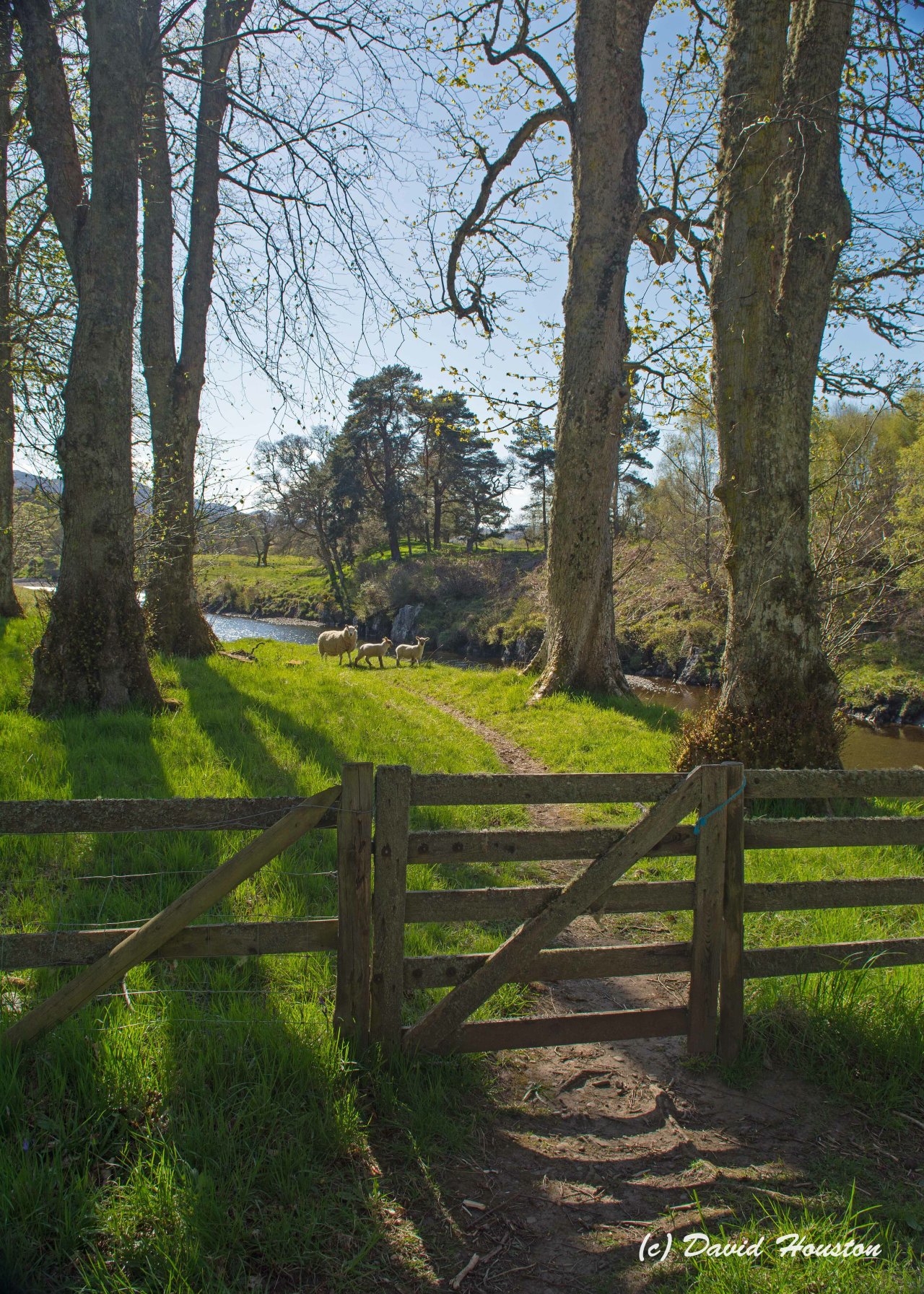 highlandfocus:  A Springtime pastoral scene at Gledfield by Ardgay, Sutherland 