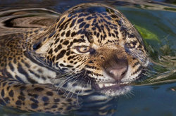 advice-animal:Surface Tension Tigerhttp://advice-animal.tumblr.com/