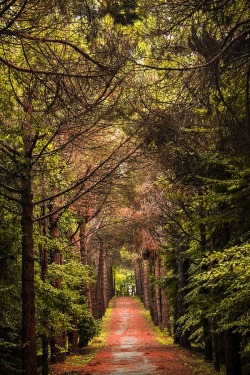 wolverxne:  Covered walk - by: (Tamer Topaç)