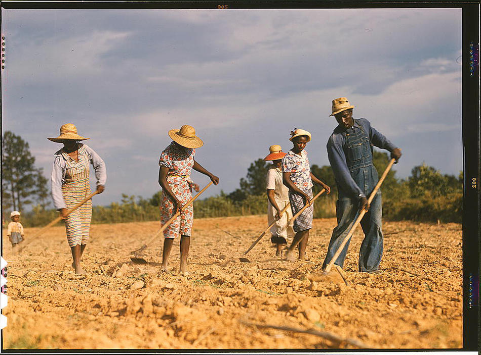 museumuesum: Jack Delano Chopping cotton on rented land near White Plains, Greene