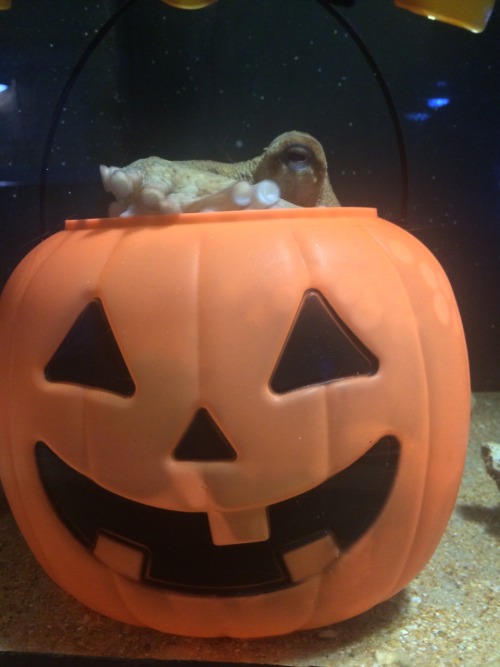 jumpingjacktrash:sea-nerd-adventures:Happy Halloween from our little sea monster! The animal trainin