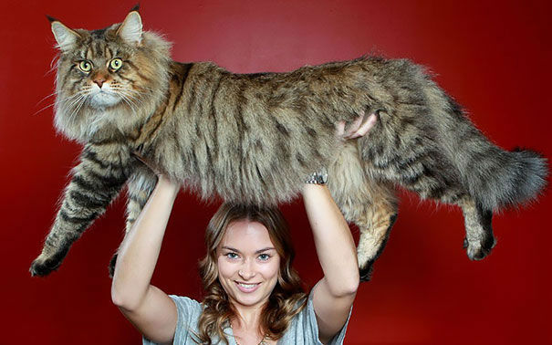 kittehkats:  My Cat Can Kick Your Dog’s Ass!   Seriously.  Amazing Maine Coon