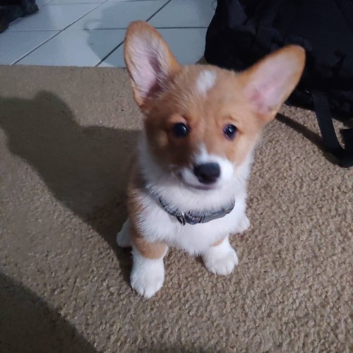 Both satellite dishes fully installed; time for the premium channels! #corgi #papapequeña #po