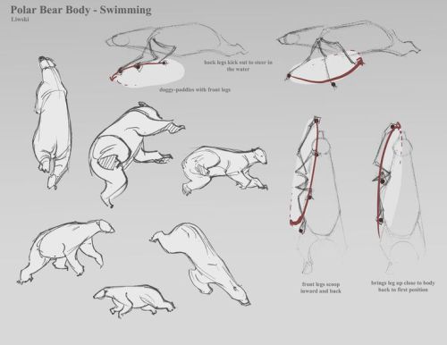 zebrafeets-art:art-tnt:Polar Bear References Artist: UnknownI’m the artist!!!! Google image se