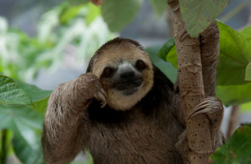 Sloth… I love sloths…