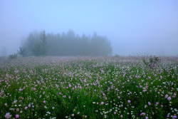 hedybach: clover field. @hedybach 